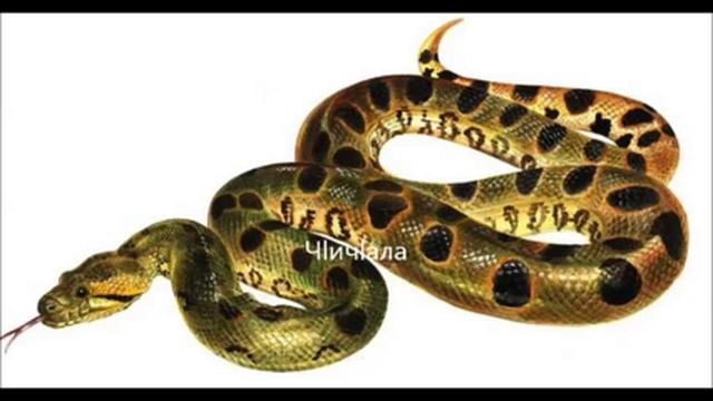 Учим даргинский язык(тема:животные)/Dargin Language/Дарган мез