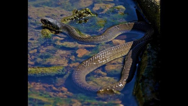 Восточная водяная змея смотреть онлайн