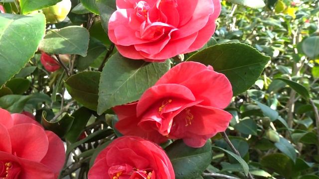 Camellia Japonica ´Lady Campbell´