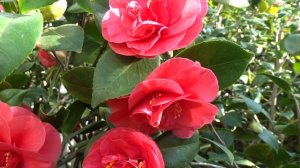 Camellia japonica ´Lady Campbell´