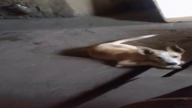 Щенок хочет поиграть #щенок #щенки смотреть онлайн