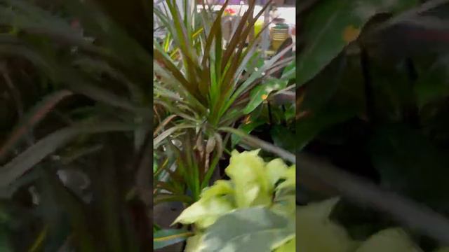 Цветы оптом и розницу в Краснодаре. тел. 8938-522-88-38 смотреть онлайн
