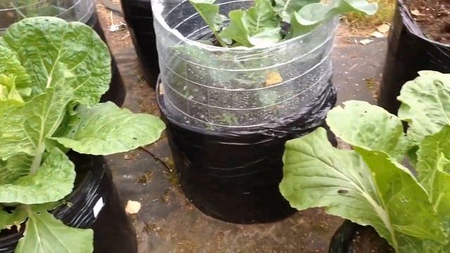 МОЙ ОГОРОД В МЕШКАХ 2022. Обзор четвертый. смотреть онлайн