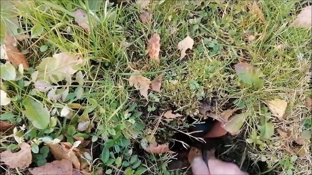 ДИЗАЙН РОДНИКОВ смотреть онлайн