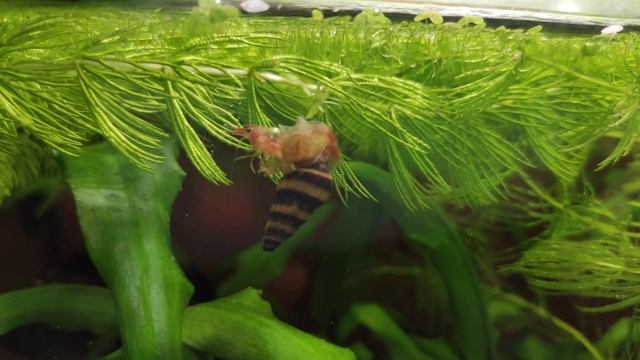 Улитка Хелена ест креветку смотреть онлайн