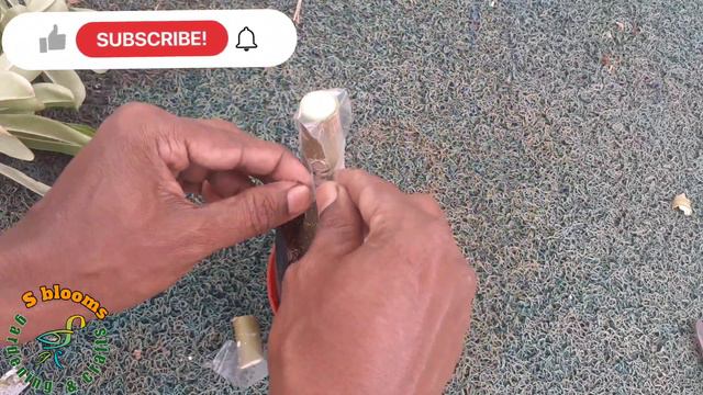 How can we get Adenium plants with out buying? смотреть онлайн