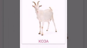 Карточки Домана. Учим названия животных и птиц.