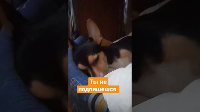 🥺🥺🥺#реки#дворняжка#реки#реки#цвергпинчер#метис#шила#реки смотреть онлайн