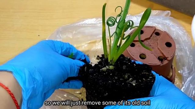How to Grow & Repot Albuca Spiralis Frizzle Sizzle Bulb Succulent | 다육식물 | 多肉植物 | Suculentas смотреть онлайн