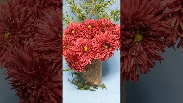 Садовые хризантемы смотреть онлайн