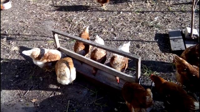 ПОЧЕМУ ПЕРЕСТАЛИ НЕСТИСЬ КУРЫ. Причина найдена//Мои куры смотреть онлайн
