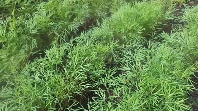 Сеем укроп Мои секреты выращивания укропа Свежая зелень с мая по октябрь смотреть онлайн