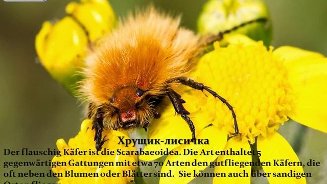 География Исчезнувшие животные Belgorod смотреть онлайн