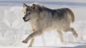 ВОЛК ПРОТИВ СОБАКИ | Есть ли шансы у СОБАКИ победить ВОЛКА?