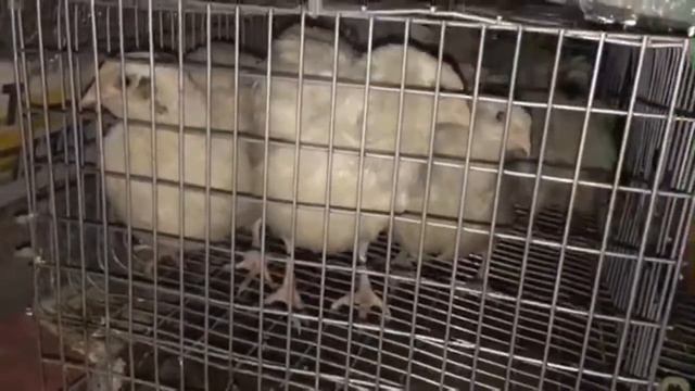 Перепела в гараже: Мир-Труд-Май. Рекорд побит! Два выпуска!