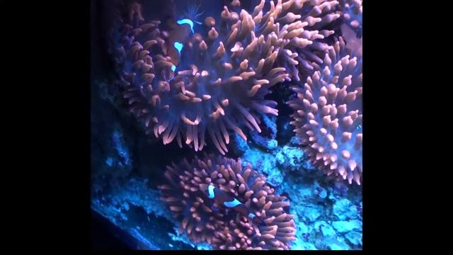 Clownfish in Bubble Tip Anemone смотреть онлайн
