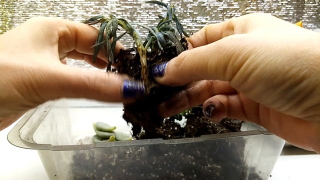 СУККУЛЕНТЫ. Как спасти суккуленты. смотреть онлайн