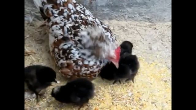 ?GUÍA Comenzar DESDE 0 con la CRÍA de Gallinas?Ponedoras en Casa How to start breeding laying hens смотреть онлайн