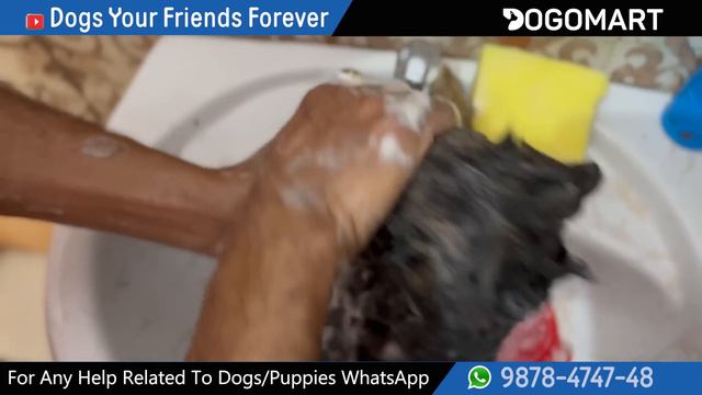New Puppy First Bath - Live Example Step By Step Pet Grooming How to bathe dog Baadal Bhandaari смотреть онлайн