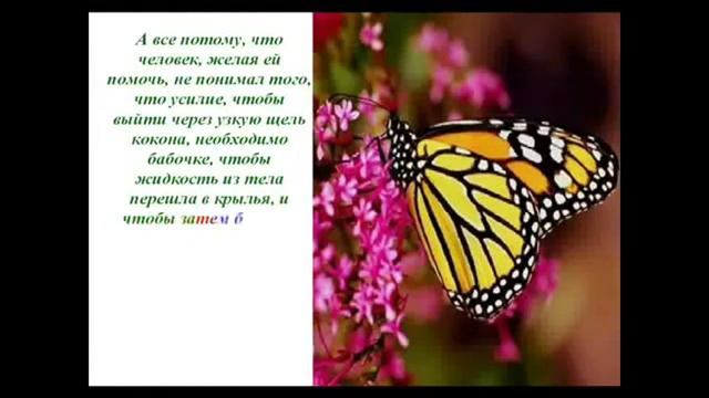Успех каждого человека - он свой. Урок бабочки смотреть онлайн