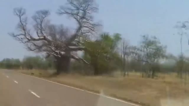 Самые Необычные Деревья в Мире. На что они похожи? смотреть онлайн