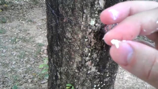 как добывают латекс ч.2 смотреть онлайн