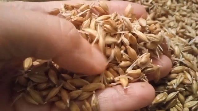 Как прорастить пшеницу и ячмень, чтоб зерно не закисало, не плесневело и не заванивалось.Два способ смотреть онлайн