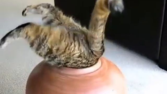 Смешные Коты. Морда, Лапы. Главное Хвост! смотреть онлайн