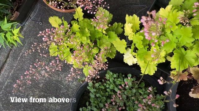 "Key Lime Pie" Heuchera/Coral Bells In Blooms - May 28, 2023 смотреть онлайн