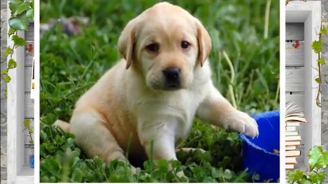 Подборка отличных фотографий собак смотреть онлайн