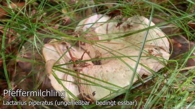 Funde aus der Gattung der Milchlinge (Lactarius) смотреть онлайн