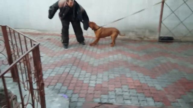Питомник бордоских догов «Perle de France» http://perl.petsinform.com/ смотреть онлайн