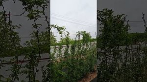 Лучший сорт ежевики, Карака Блэк.