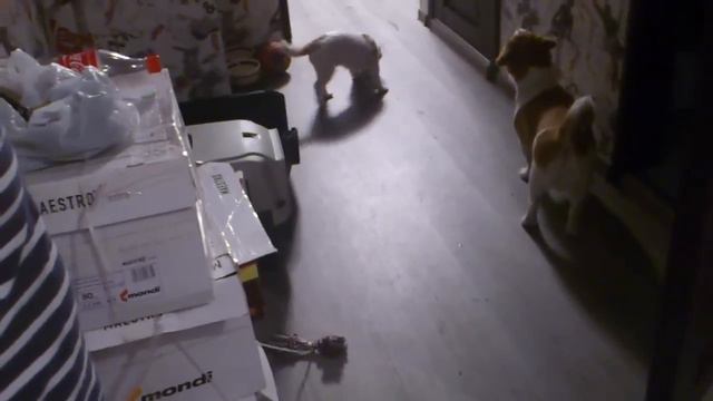 Веселуха)) смотреть онлайн