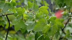 РАССЛАБЛЯЮЩИЙ ЗВУК ДОЖДЯ ! БЫСТРЫЙ СОН , МЕДИТАЦИЯ , ОТДЫХ !  #звук_дождя#звуки_дождя_для_сна#asmr