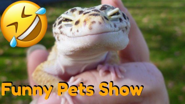 Лучшие приколы с рептилиями, самое смешное видео_ Funny Pets