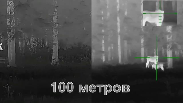 Охота на лося - лосиха и лосенок. Тепловизор Guide ТК451 и тепловизионный прицел Guide TU430 смотреть онлайн