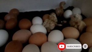 Как  выводить  цыплят в инкубаторе Суточные цыплята несушки  / Лизушкины питомцы