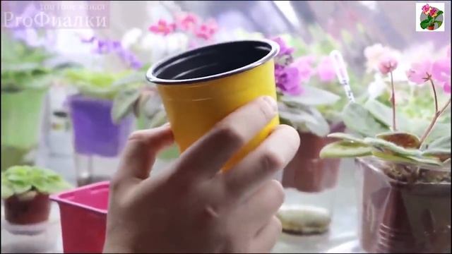 Почему не ЦВЕТЕТ ФИАЛКА? 10 САМЫХ ЧАСТЫХ ОШИБОК! Срочно исправляем! смотреть онлайн