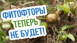 Фитофтороз томатов - чем обработать от фитофторы? Профилактика фитофтороза у томатов