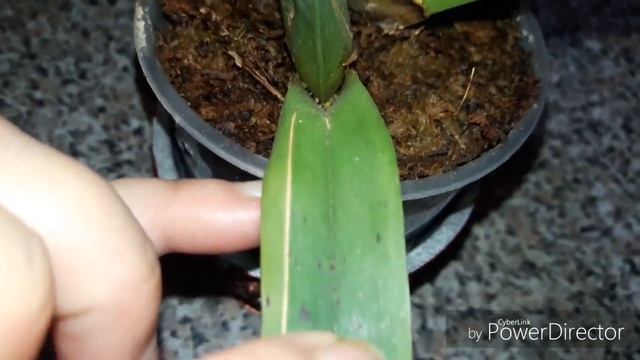 Одонтоцидиум " Los Robles ". Фото этого гибрида в конце ролика . смотреть онлайн