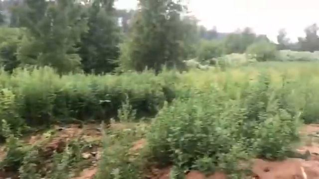 Волоколамск. Ядрово. Огромный поток фильтрата течет в речку.