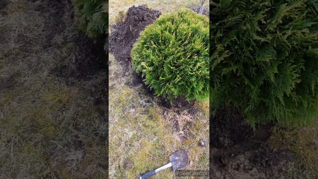 Как пересадить тую? смотреть онлайн