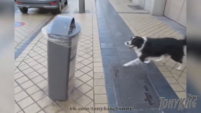 Собака Убирака смотреть онлайн