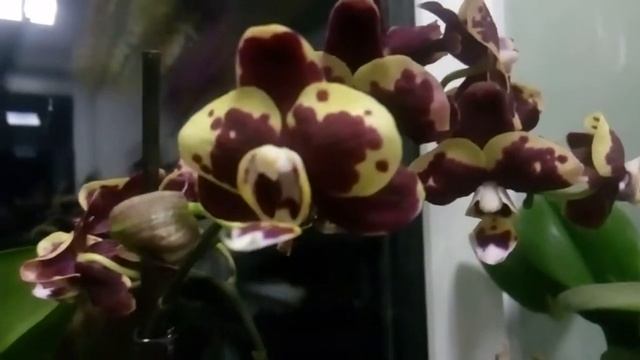 Мой любимый сад . Орхидеи . Радость и расчарованья смотреть онлайн
