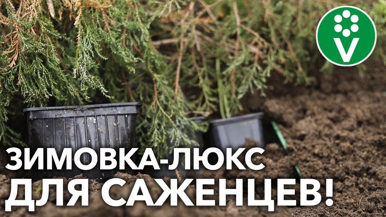 В ПРИКОПЕ И НЕ ТОЛЬКО! Как сохранить САЖЕНЦЫ ДО ВЕСНЫ с комфортом! смотреть онлайн