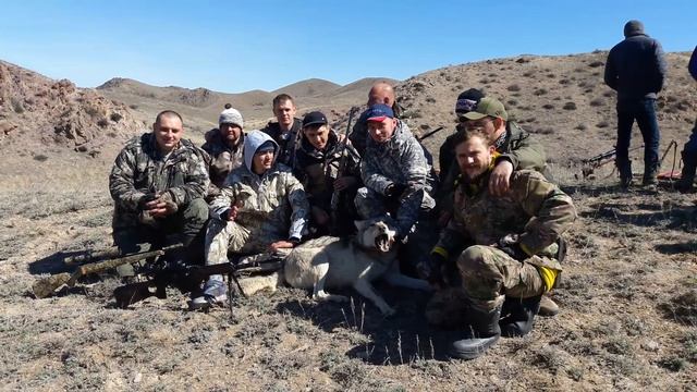 Загоная охота на волка. Регулирование численности хищника в охот. хозяйстве #Дардамты смотреть онлайн