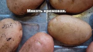 Сорт картофеля Фаворит. Potato seeds Favorit.