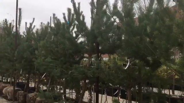 Видео обзор растений Садового Центра "Южная Столица" смотреть онлайн
