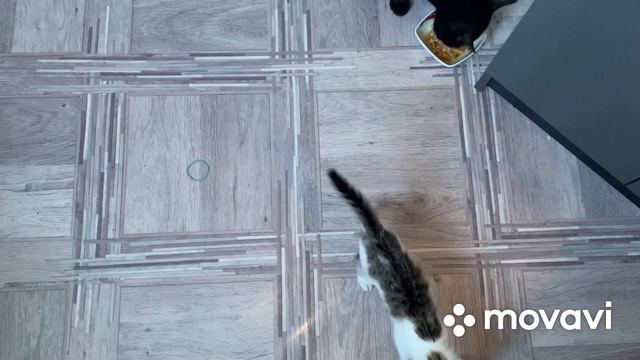 Очень балованный ребёнок. Волосатая дочь. #супермама #бездомныеживотные смотреть онлайн